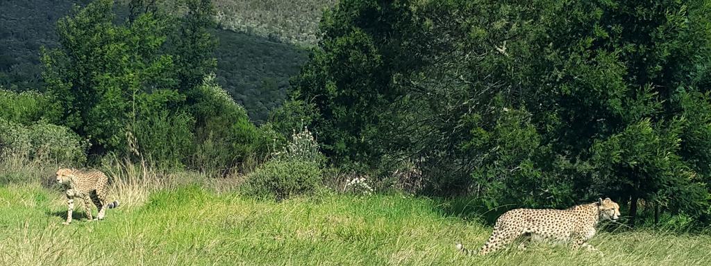 Plettenberg Bay Game Reserve: The Baroness Safari Lodge Dış mekan fotoğraf