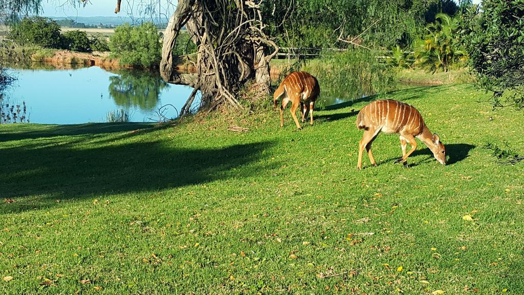 Plettenberg Bay Game Reserve: The Baroness Safari Lodge Dış mekan fotoğraf