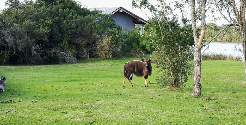 Plettenberg Bay Game Reserve: The Baroness Safari Lodge Dış mekan fotoğraf