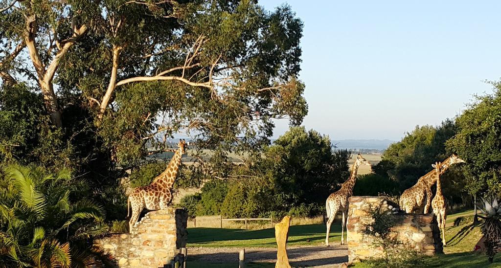 Plettenberg Bay Game Reserve: The Baroness Safari Lodge Dış mekan fotoğraf