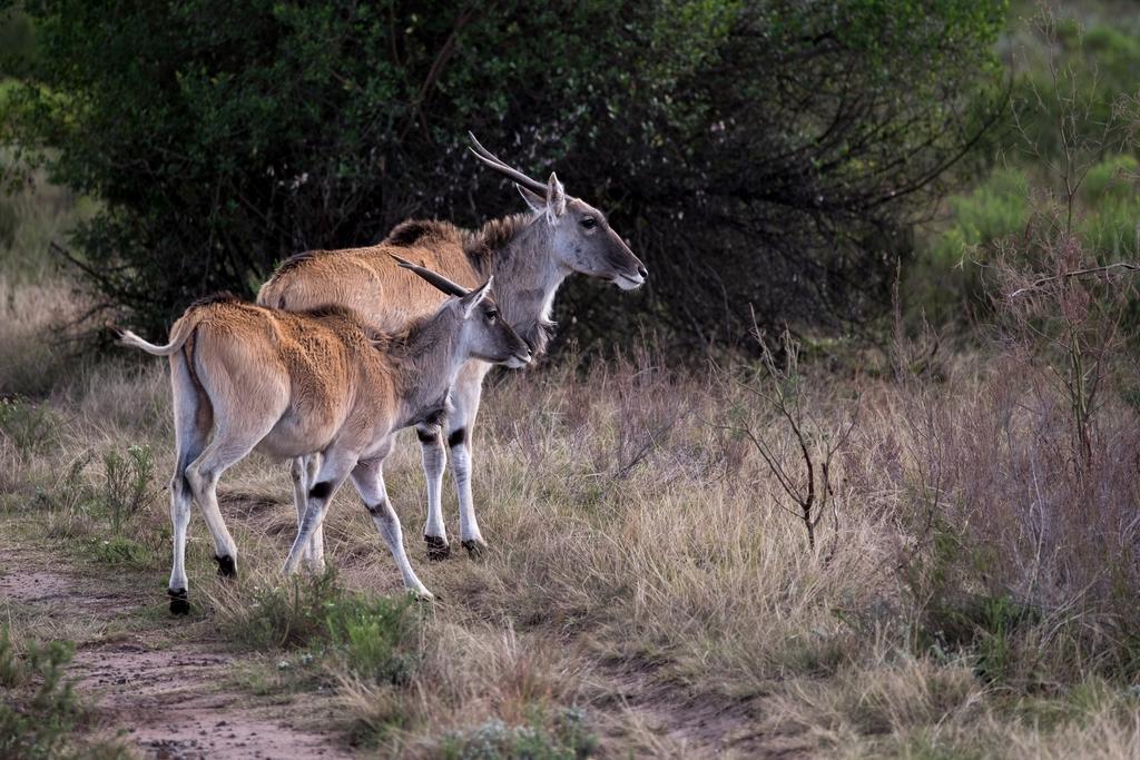 Plettenberg Bay Game Reserve: The Baroness Safari Lodge Dış mekan fotoğraf