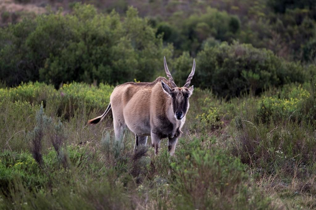 Plettenberg Bay Game Reserve: The Baroness Safari Lodge Dış mekan fotoğraf
