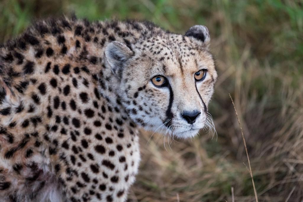 Plettenberg Bay Game Reserve: The Baroness Safari Lodge Dış mekan fotoğraf