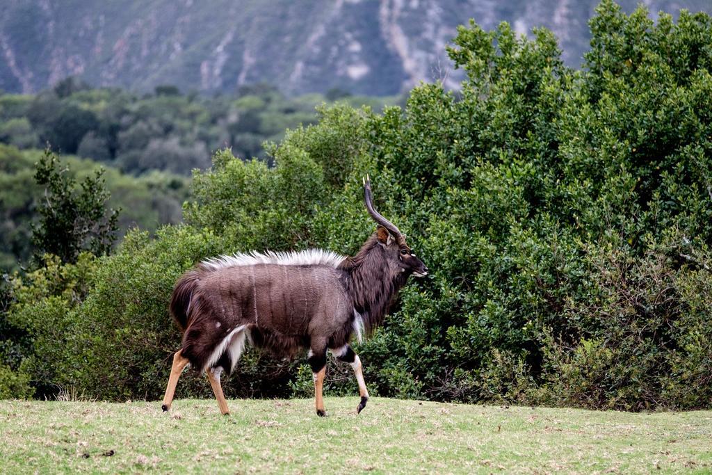 Plettenberg Bay Game Reserve: The Baroness Safari Lodge Dış mekan fotoğraf